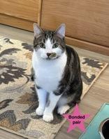 Joey, a Adoptable Domestic Short Hair in Traverse City, MI image 1/4