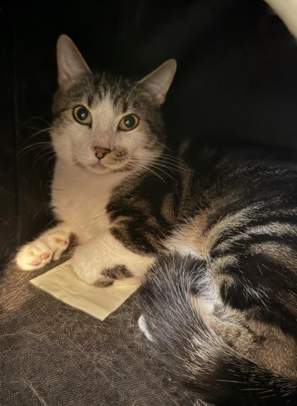 Joey, a Adoptable Domestic Short Hair in Traverse City, MI image 4/4