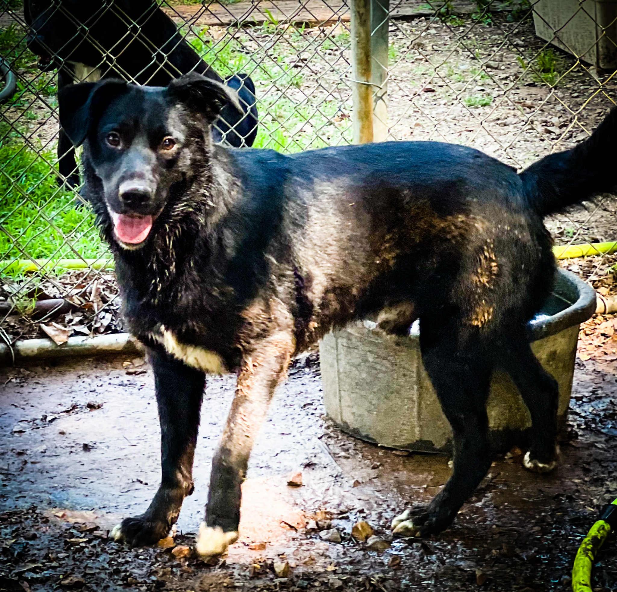 Enlarge Renn, a Adoptable mixed breed in Paris, TX image 1/1