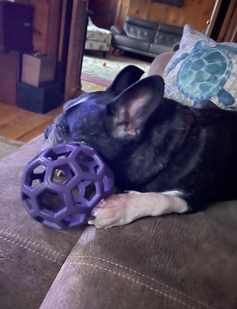 Enlarge Lucky Louie - 5004 VA, a Adoptable Boston Terrier in Maryville, TN image 1/6