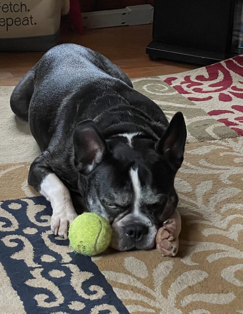 Enlarge Lucky Louie - 5004 VA, a Adoptable Boston Terrier in Maryville, TN image 2/6