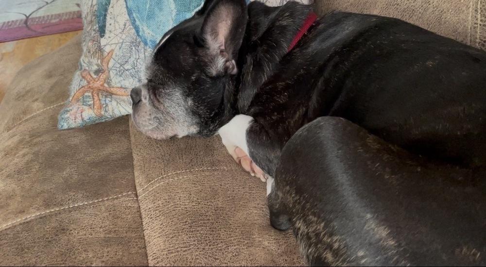 Enlarge Lucky Louie - 5004 VA, a Adoptable Boston Terrier in Maryville, TN image 4/6