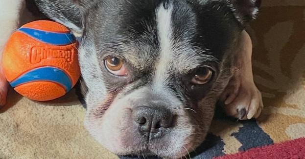 Enlarge Lucky Louie - 5004 VA, a Adoptable Boston Terrier in Maryville, TN image 5/6