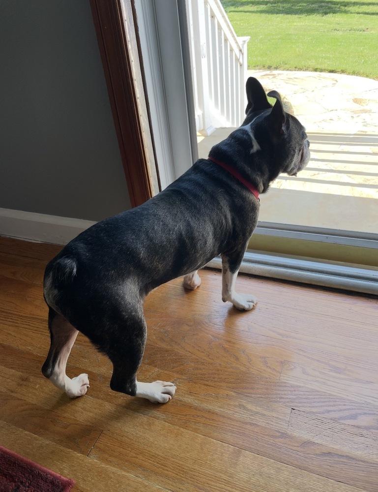 Enlarge Lucky Louie - 5004 VA, a Adoptable Boston Terrier in Maryville, TN image 6/6