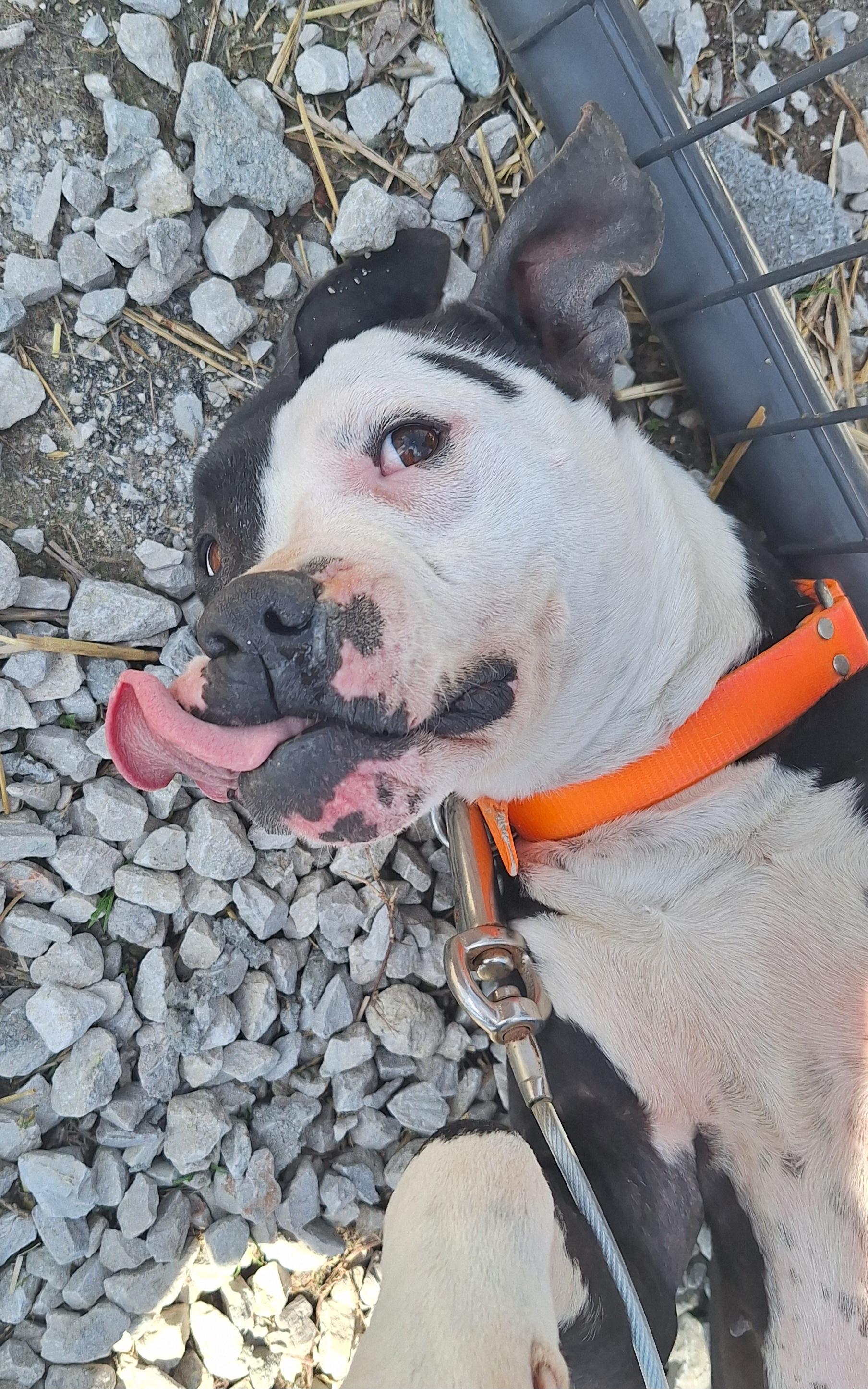 Enlarge Sheba , a Adoptable mixed breed in Stanton, KY image 5/6