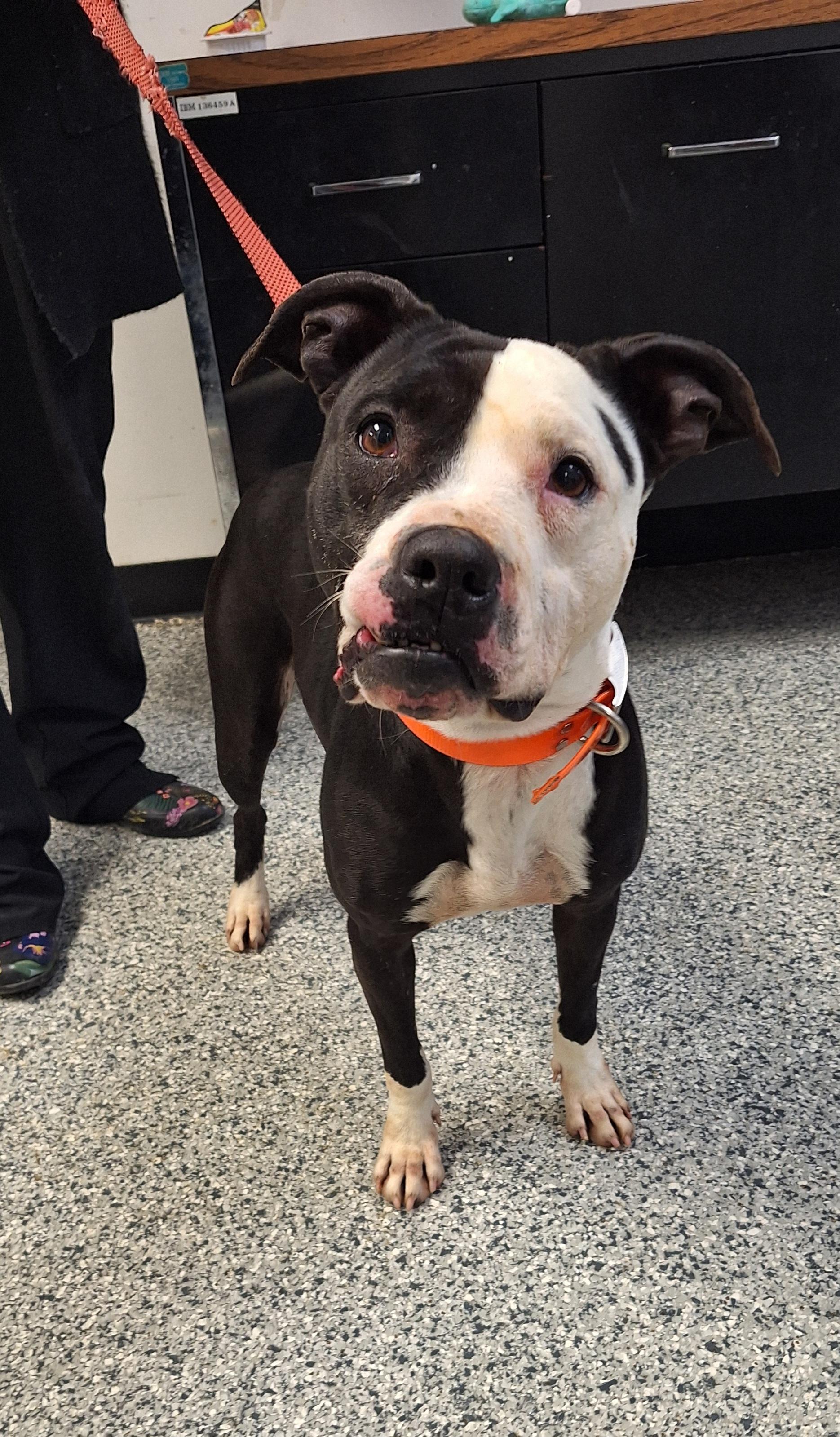 Sheba , Adoptable, Adult Female Terrier.