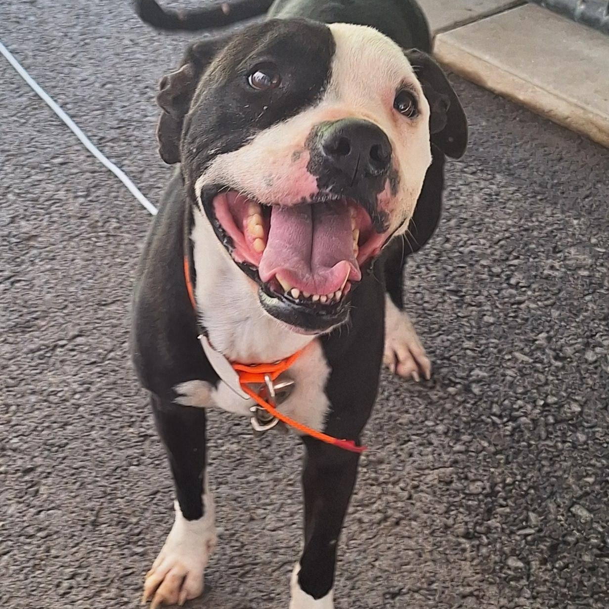 Sheba - URGENT, a Adoptable mixed breed in Stanton, KY image 2/6