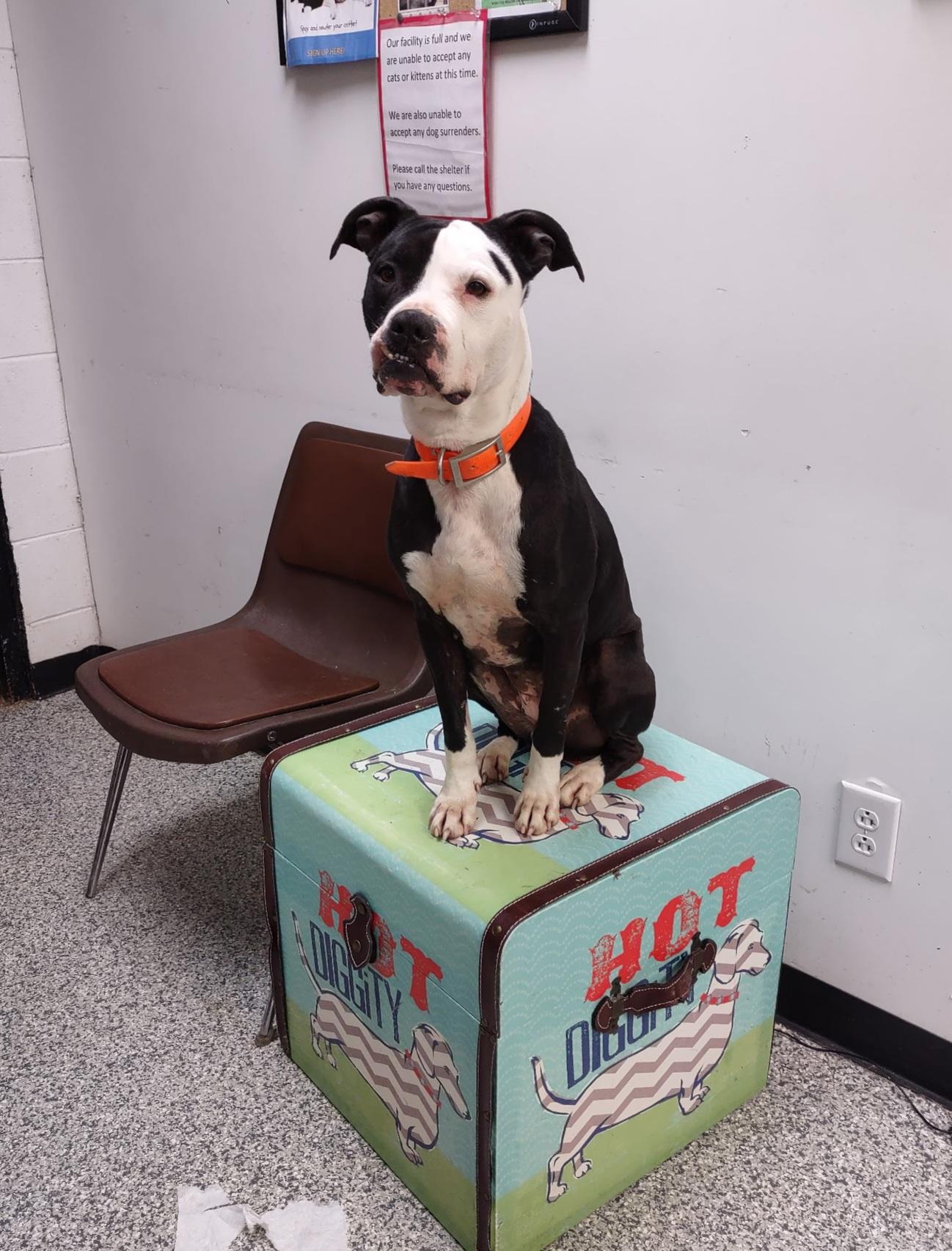 Sheba , Adoptable, Adult Female Terrier.