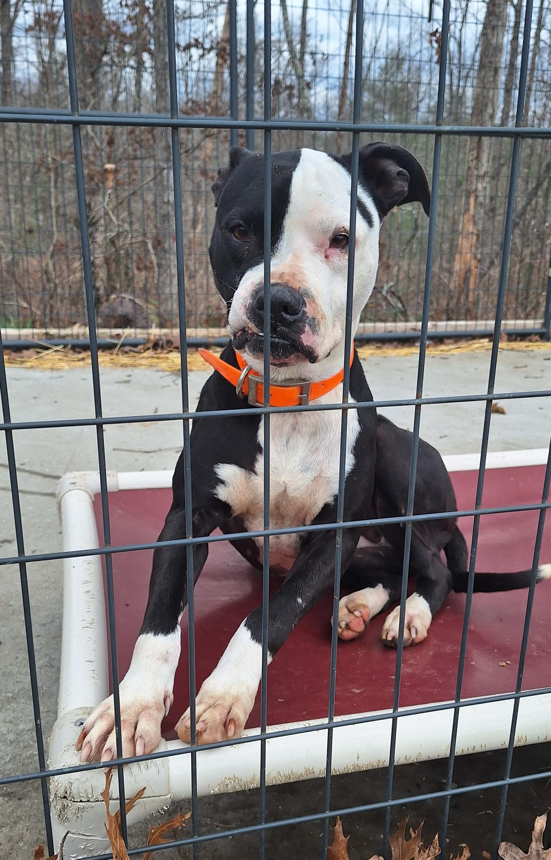 Enlarge Sheba , a Adoptable mixed breed in Stanton, KY image 6/6