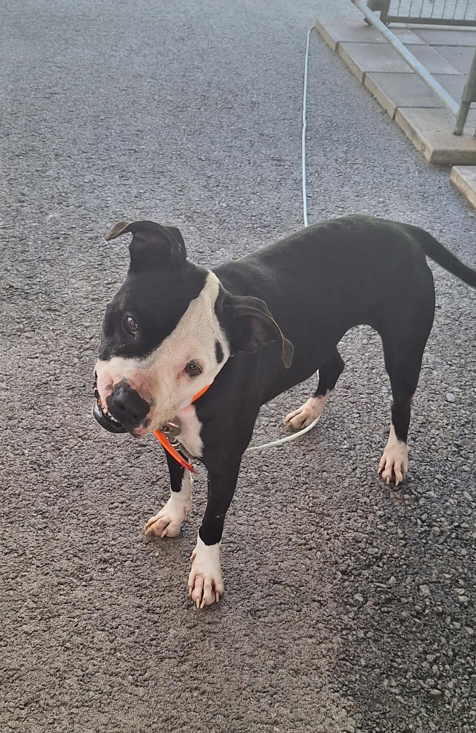 Sheba - URGENT, a Adoptable mixed breed in Stanton, KY image 5/6