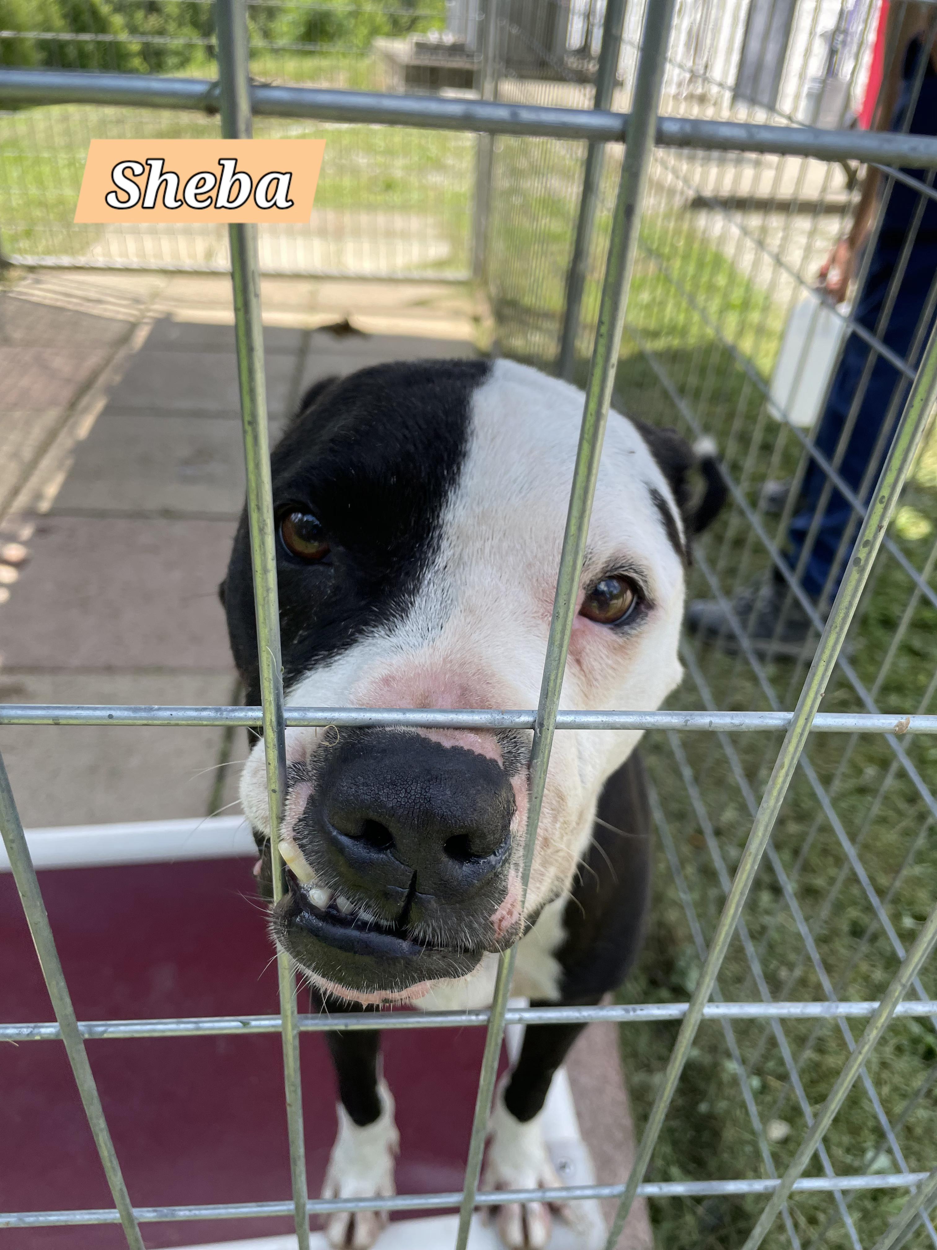 Sheba - URGENT, a Adoptable mixed breed in Stanton, KY image 1/6