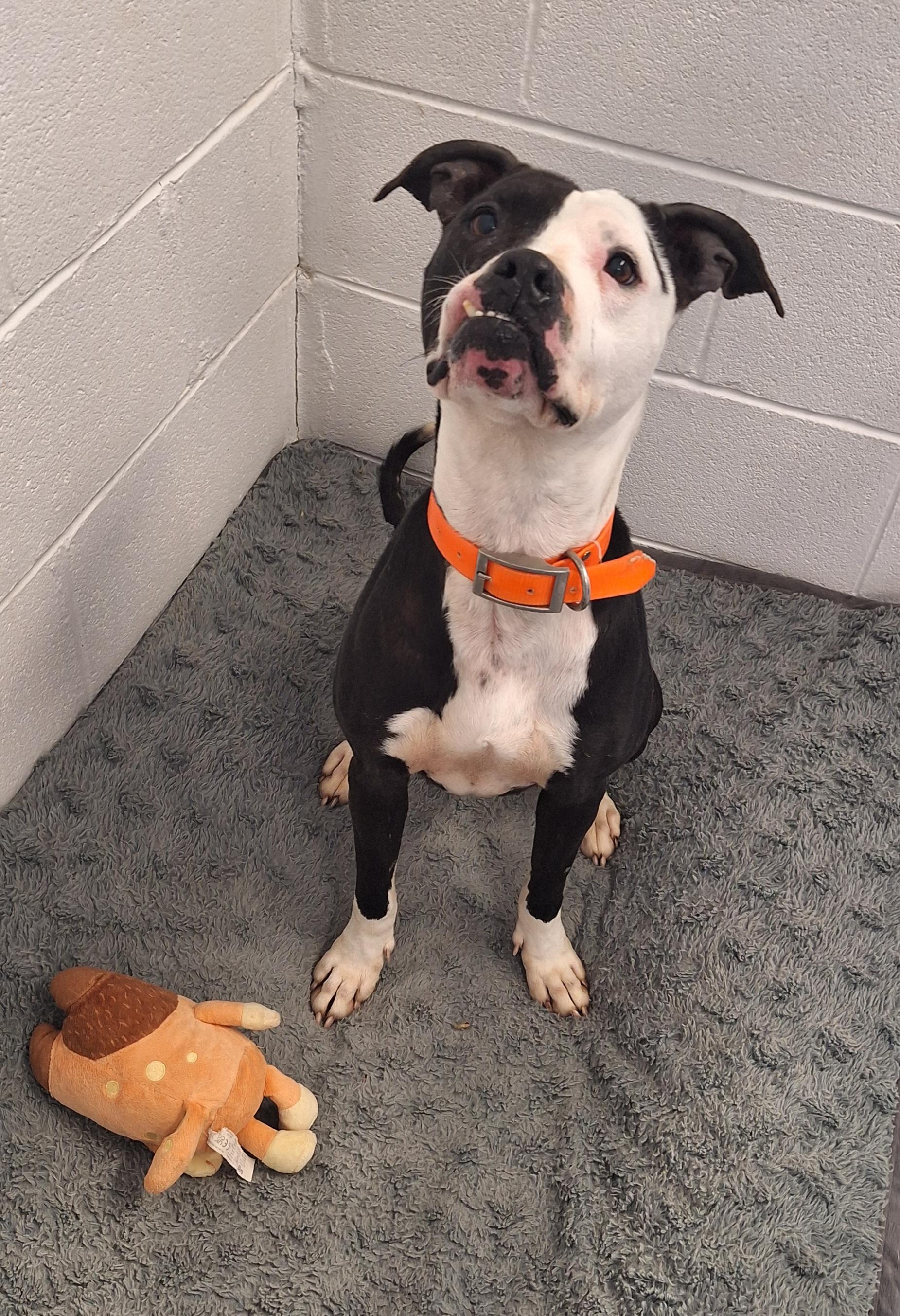 Sheba -long time resident, Adoptable, Adult Female Terrier.