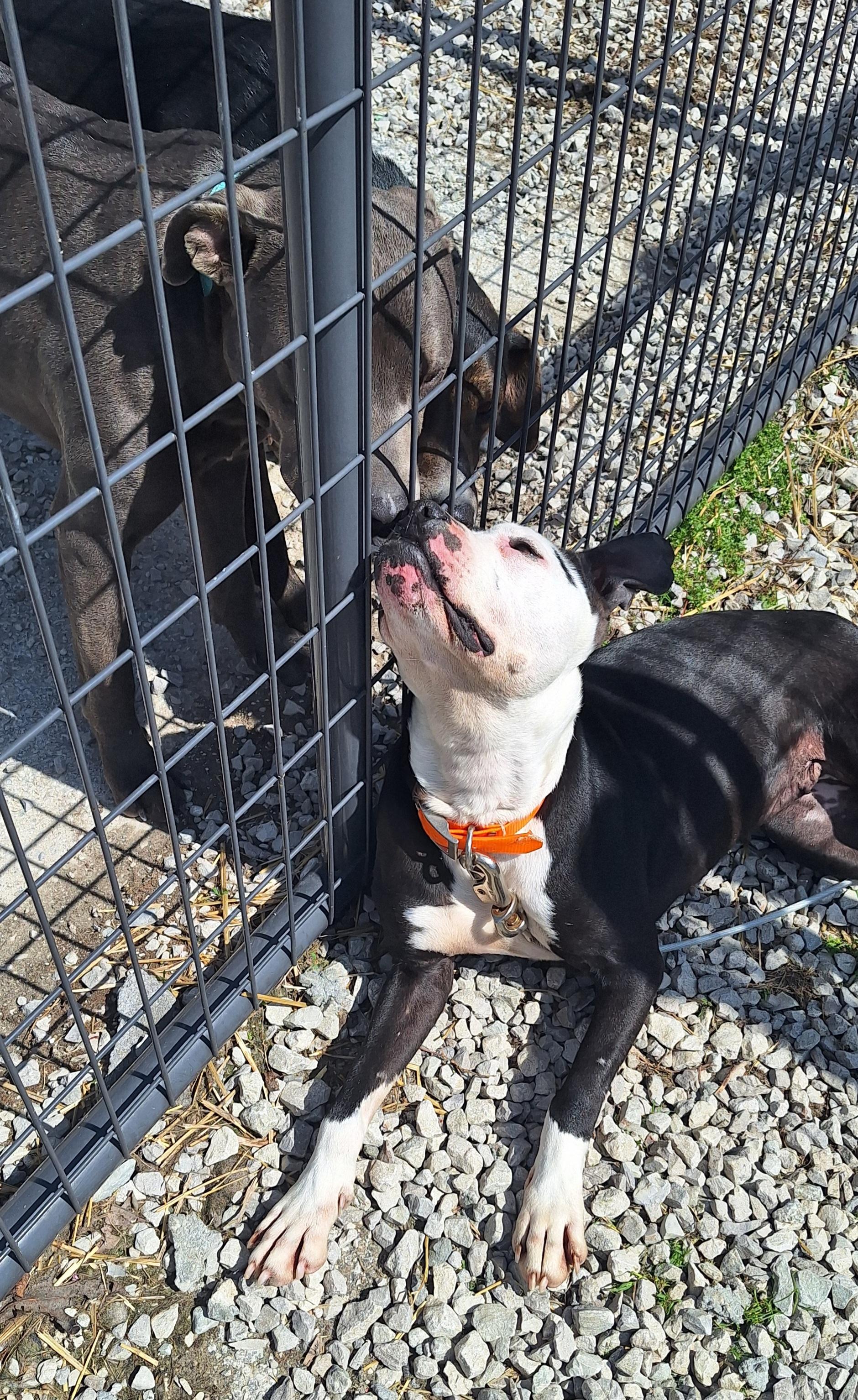 Enlarge Sheba , a Adoptable mixed breed in Stanton, KY image 6/6