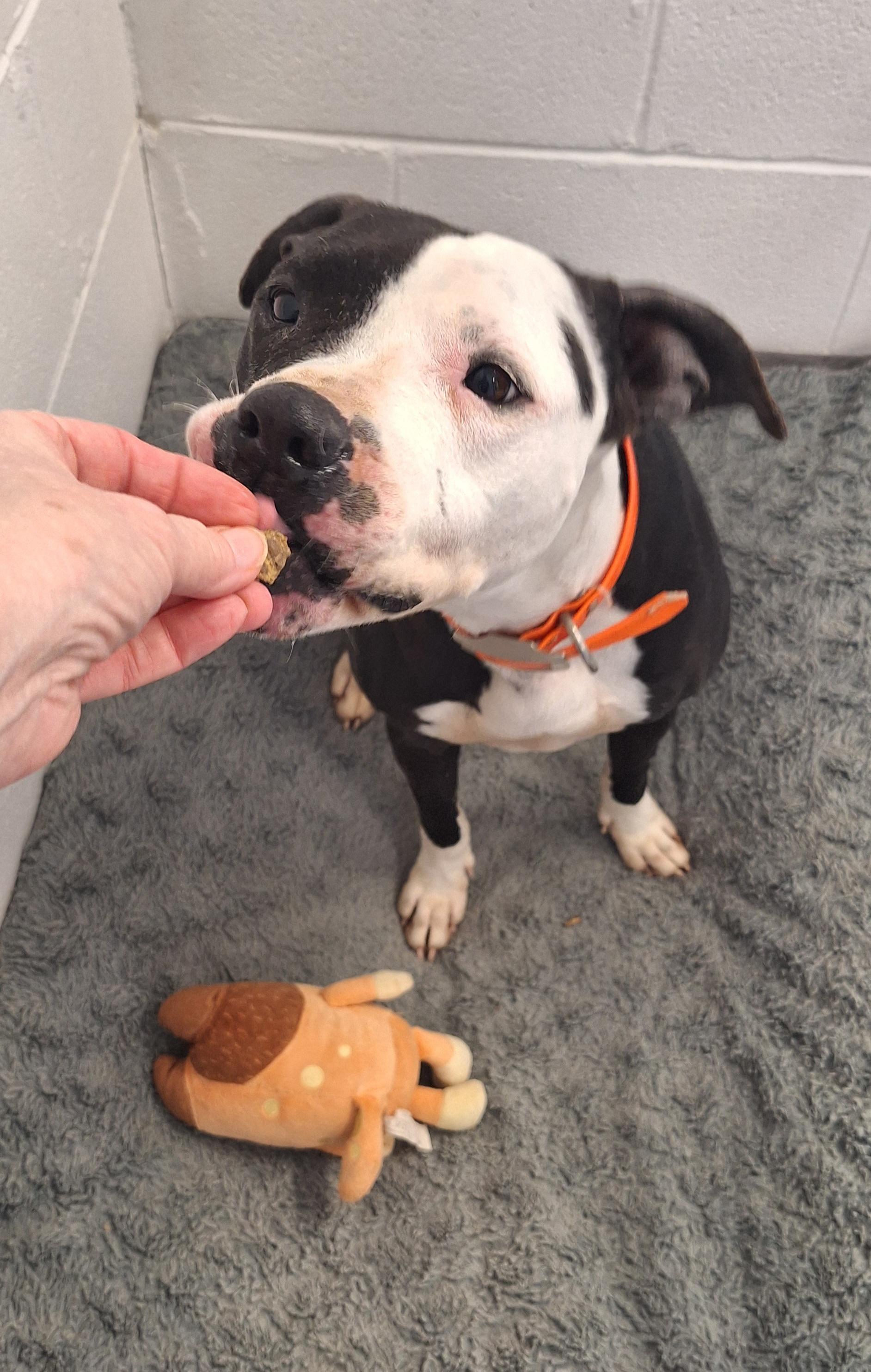 Enlarge Sheba , a Adoptable mixed breed in Stanton, KY image 1/6