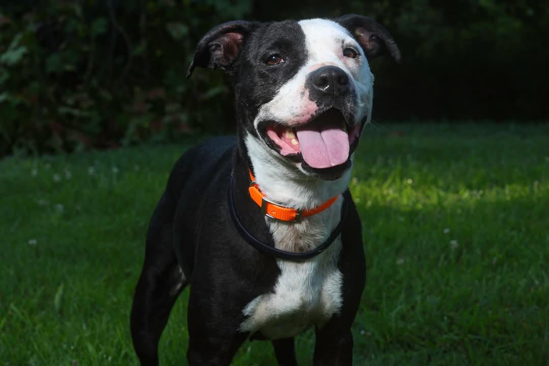 Sheba - URGENT, a Adoptable mixed breed in Stanton, KY image 3/6