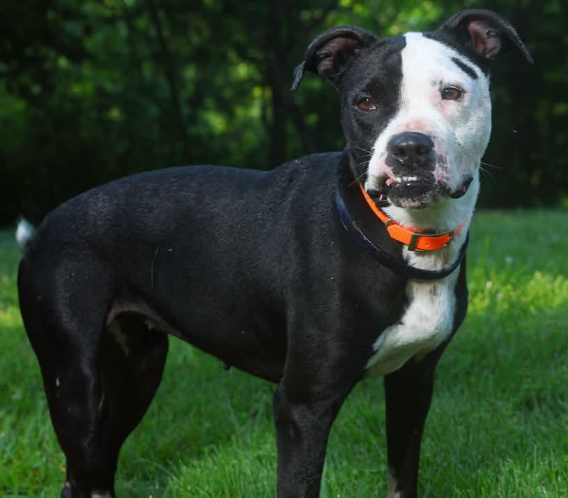 Sheba - URGENT, a Adoptable mixed breed in Stanton, KY image 4/6