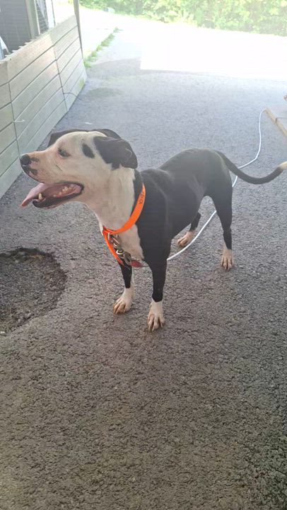 Enlarge Sheba - URGENT, a Adoptable mixed breed in Stanton, KY video 6/6