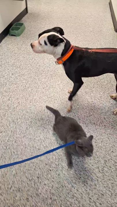 Enlarge Sheba , a Adoptable mixed breed in Stanton, KY video 5/6