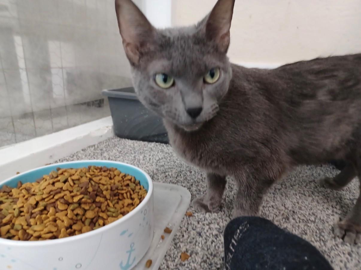 Artemis, ADOPTABLE, Adult Female Domestic Short Hair.