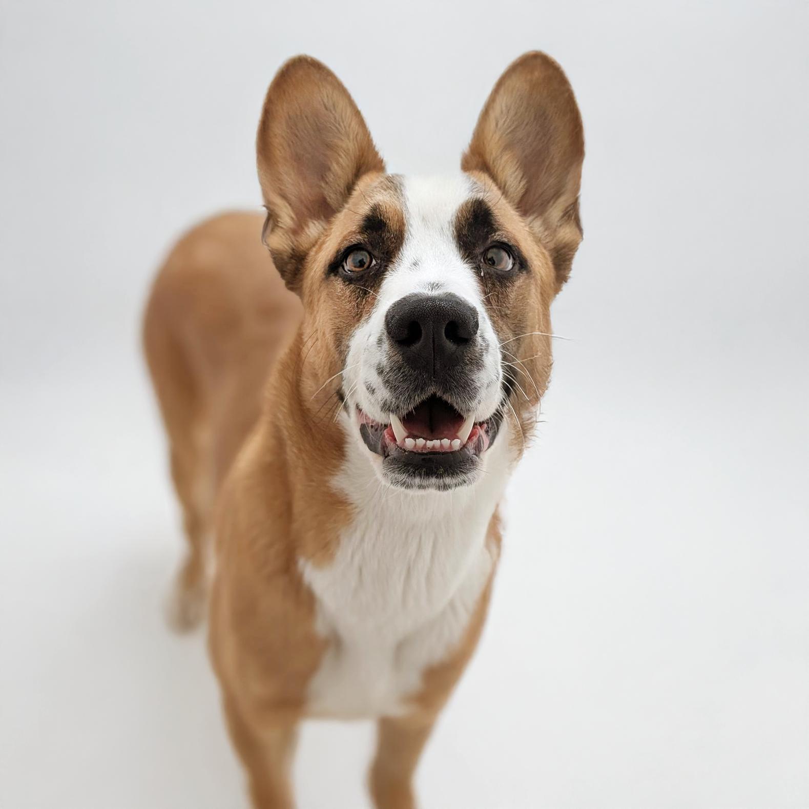 Atlas, an adoptable Basenji, Saint Bernard in Scottsdale, AZ, 85259 | Photo Image 1