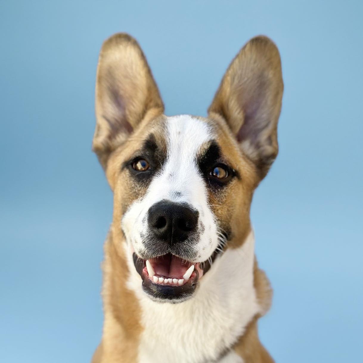 Atlas, an adoptable Basenji, Saint Bernard in Scottsdale, AZ, 85259 | Photo Image 4