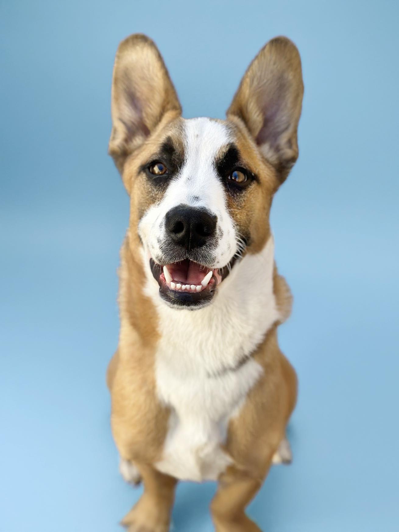 Atlas, an adoptable Basenji, Saint Bernard in Scottsdale, AZ, 85259 | Photo Image 2