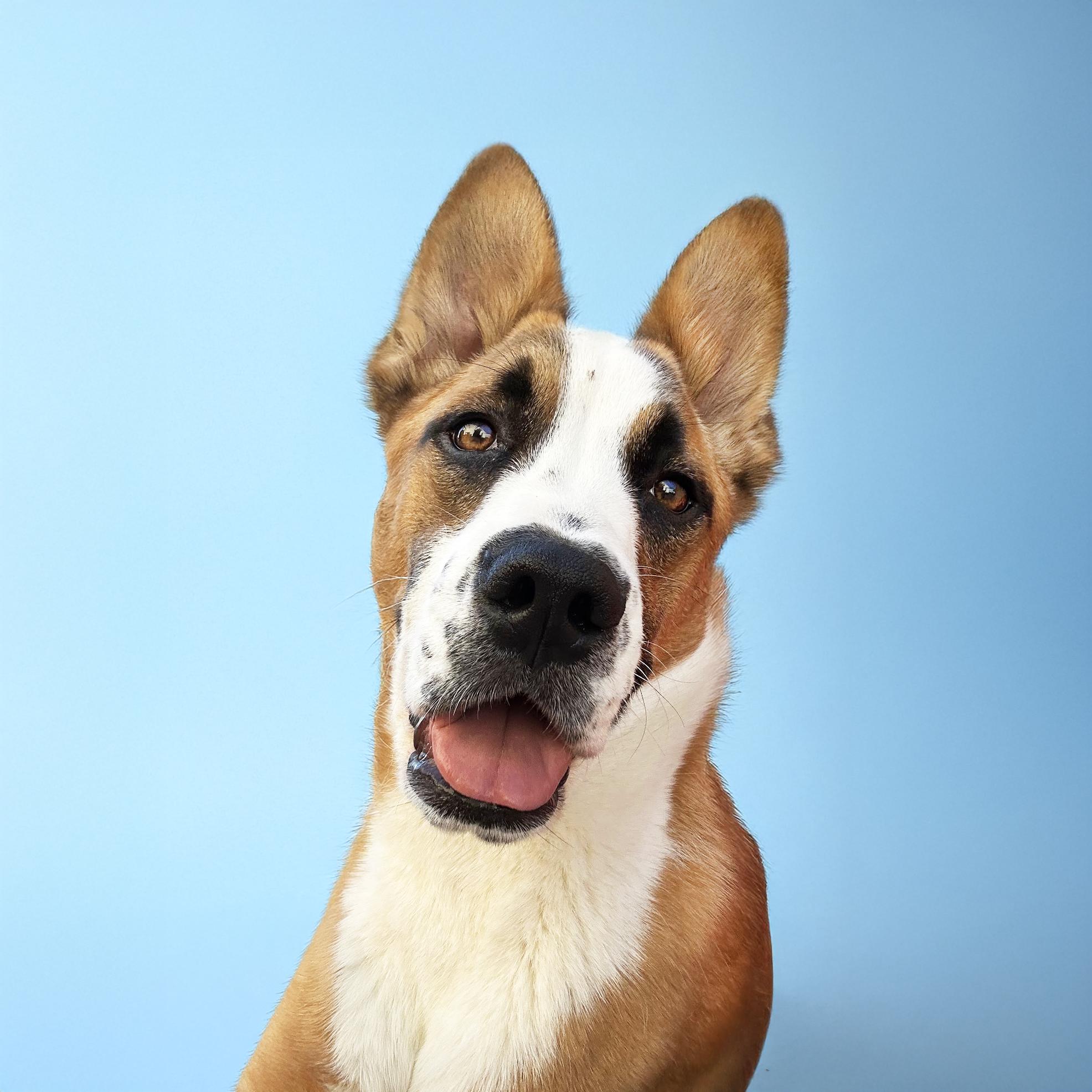 Atlas, an adoptable Basenji, Saint Bernard in Scottsdale, AZ, 85259 | Photo Image 5