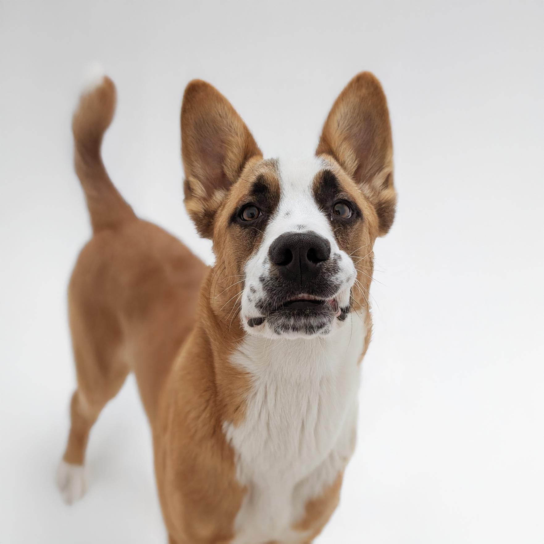Atlas, an adoptable Basenji, Saint Bernard in Scottsdale, AZ, 85259 | Photo Image 3