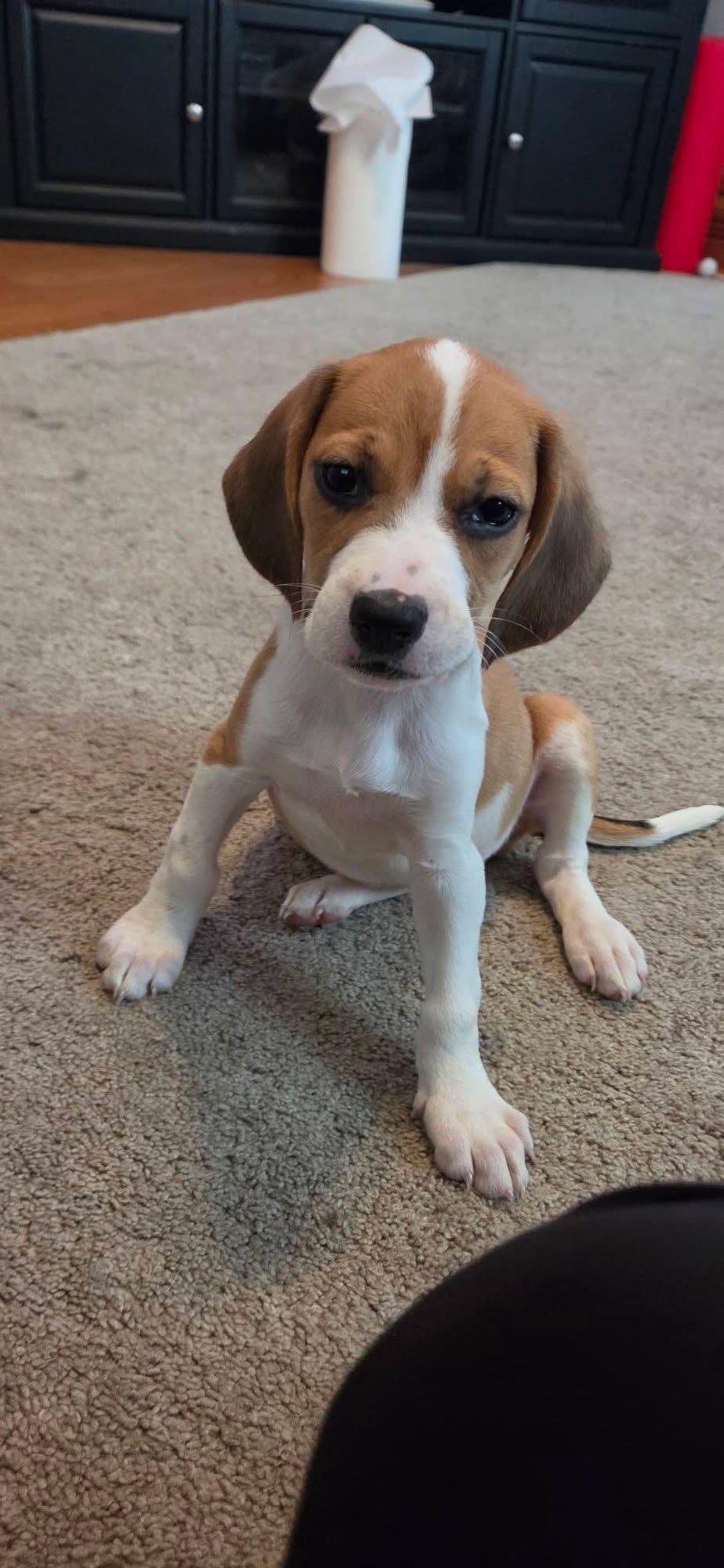 Enlarge Luna, a Adoptable mixed breed in Byron, IL image 1/2
