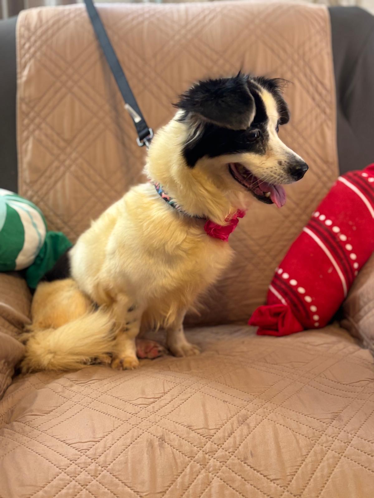 Enlarge ELARA, a Adoptable mixed breed in New York, NY image 4/6