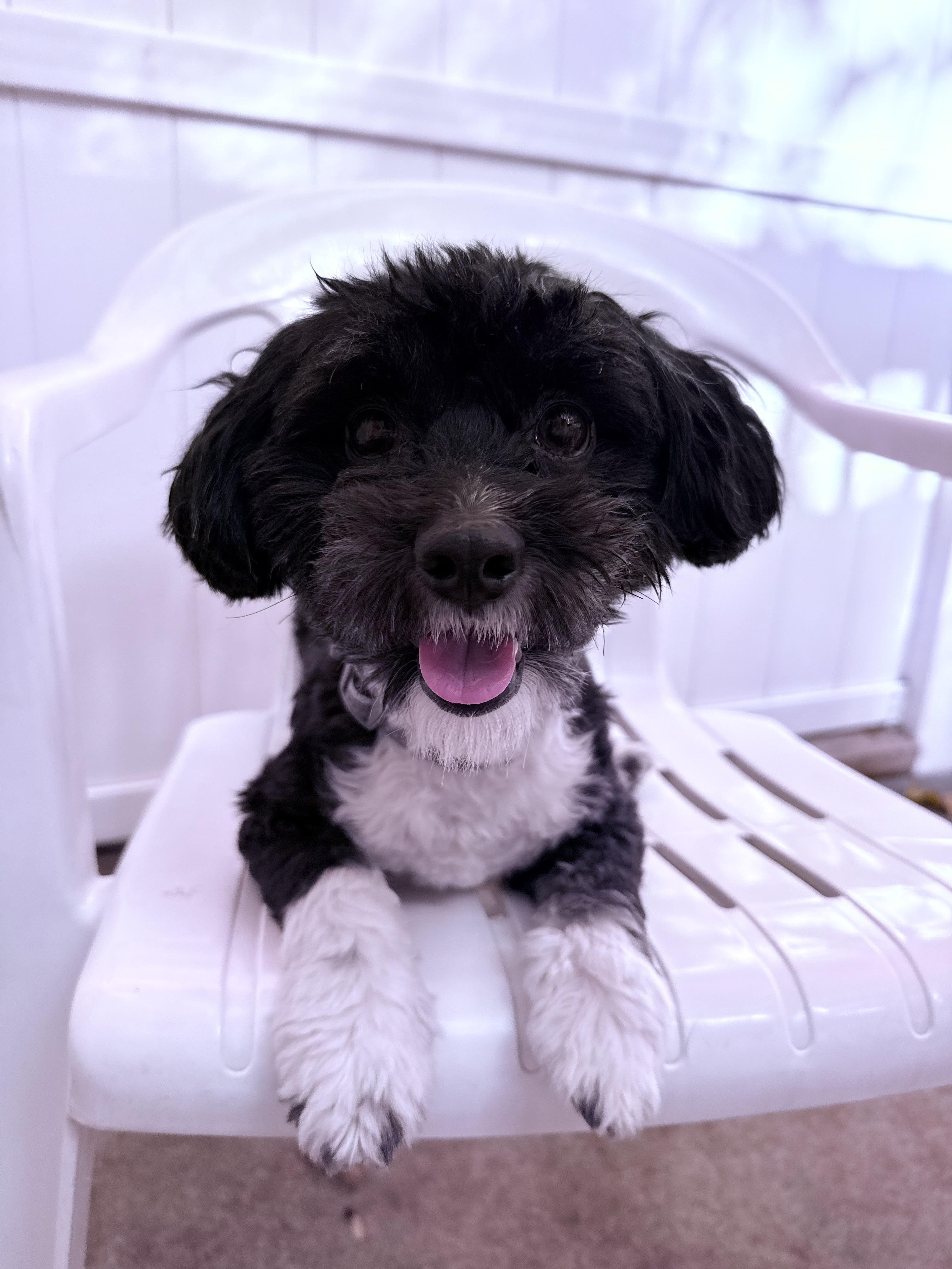 Enlarge Milo, a Adopted mixed breed in Novi, MI image 3/5