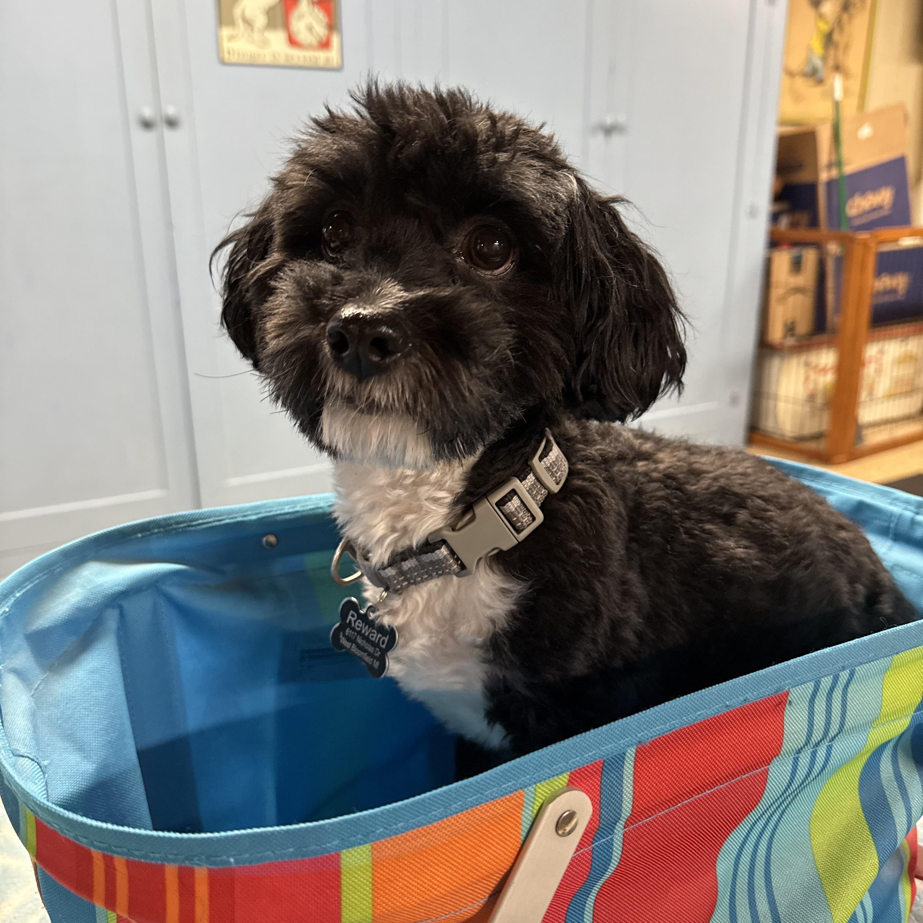 Enlarge Milo, a Adopted mixed breed in Novi, MI image 1/5