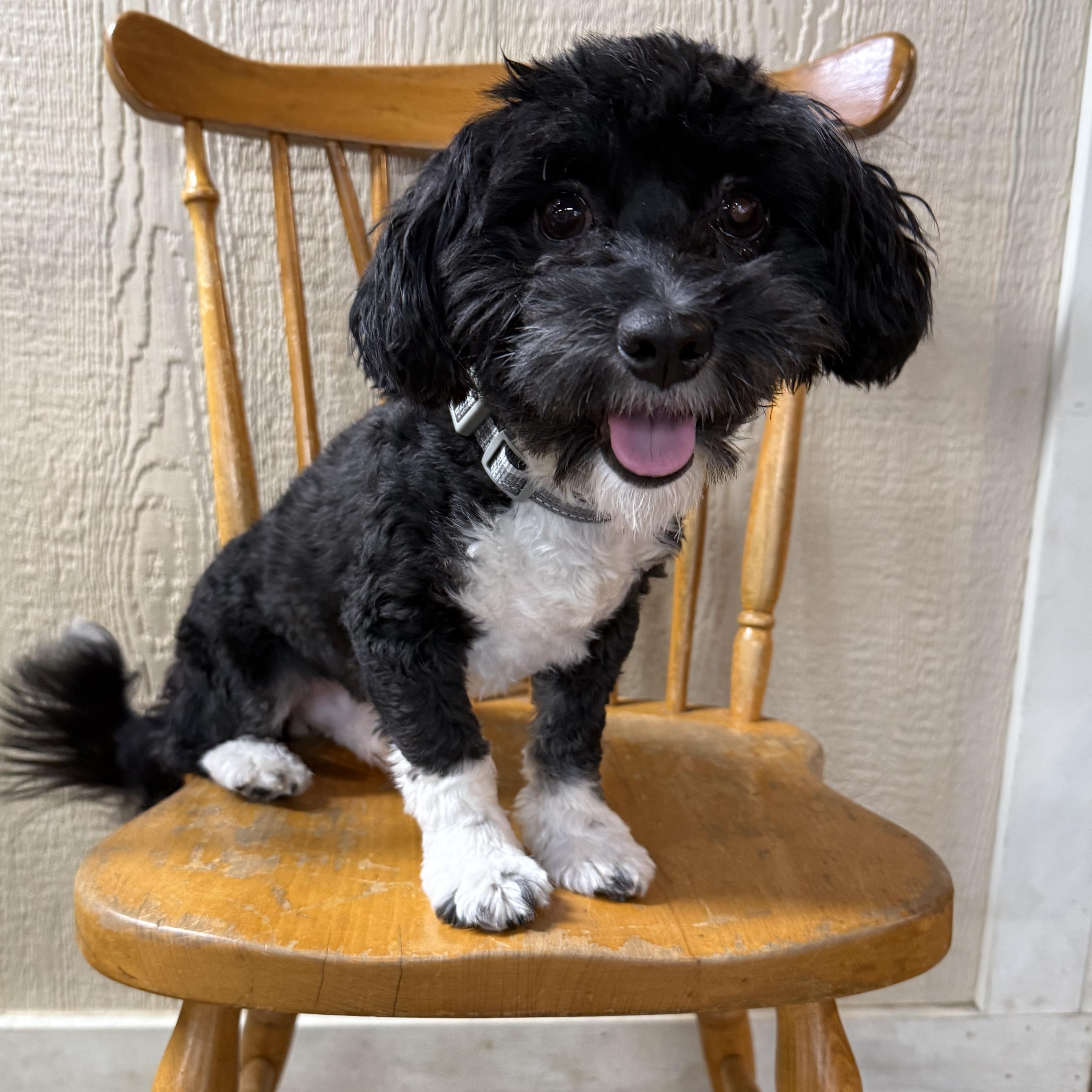 Enlarge Milo, a Adopted mixed breed in Novi, MI image 4/5