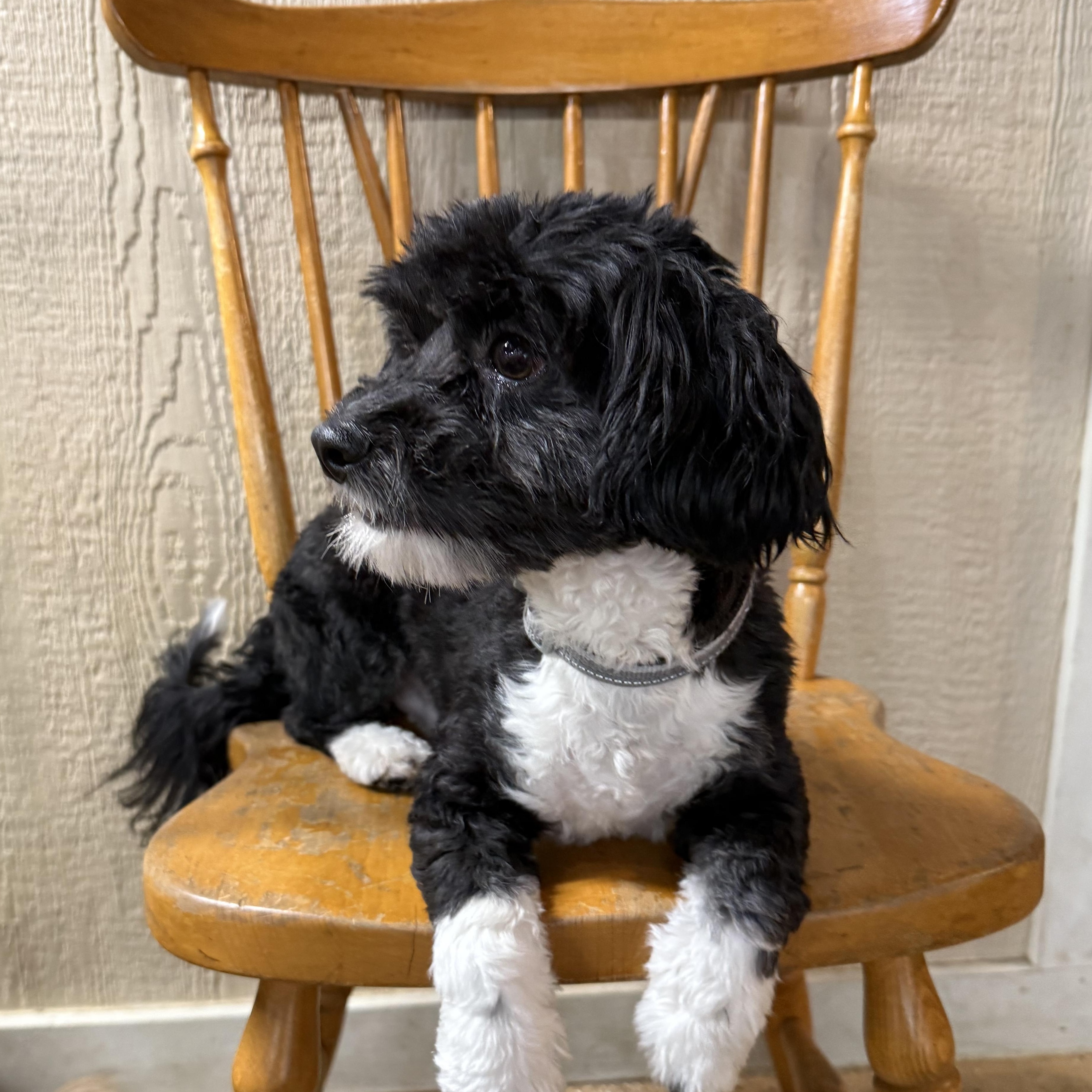 Enlarge Milo, a Adopted mixed breed in Novi, MI image 5/5