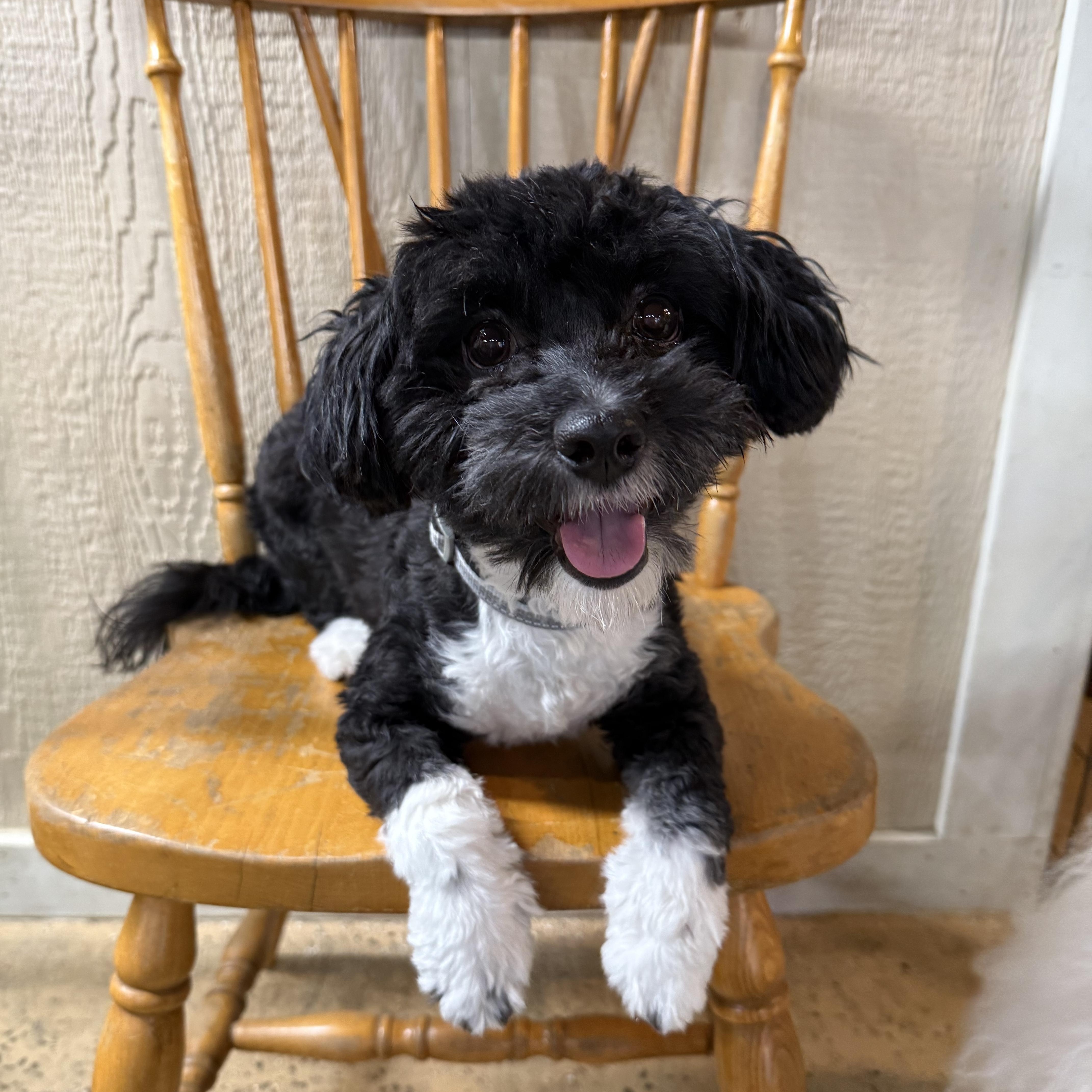 Enlarge Milo, a Adopted mixed breed in Novi, MI image 2/5