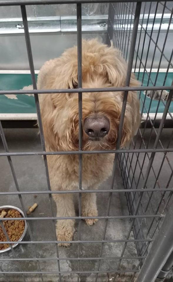 Enlarge Milo, a Adopted Goldendoodle in Falls Church, VA image 2/3