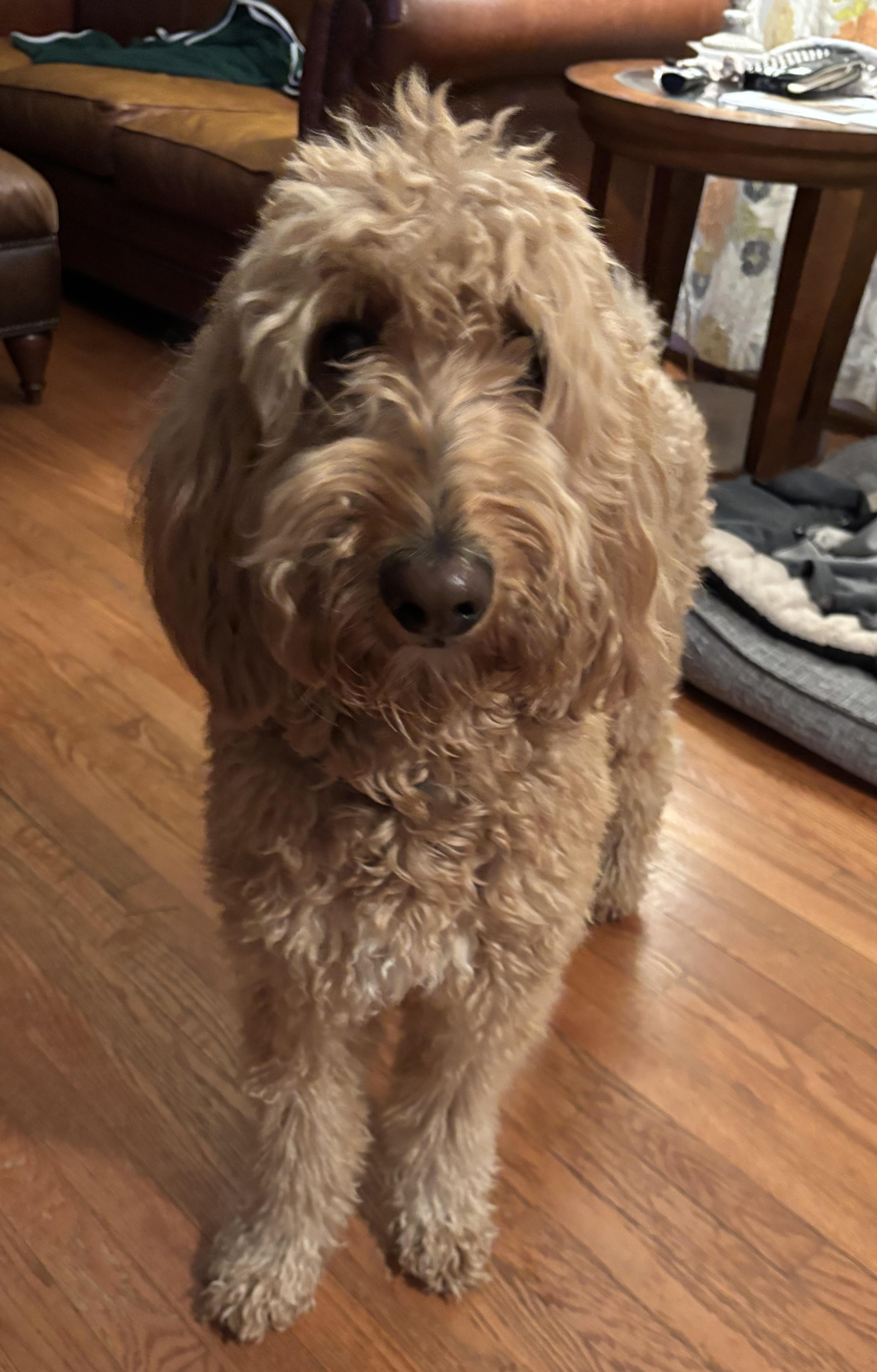 Enlarge Milo, a Adopted Goldendoodle in Falls Church, VA image 1/3