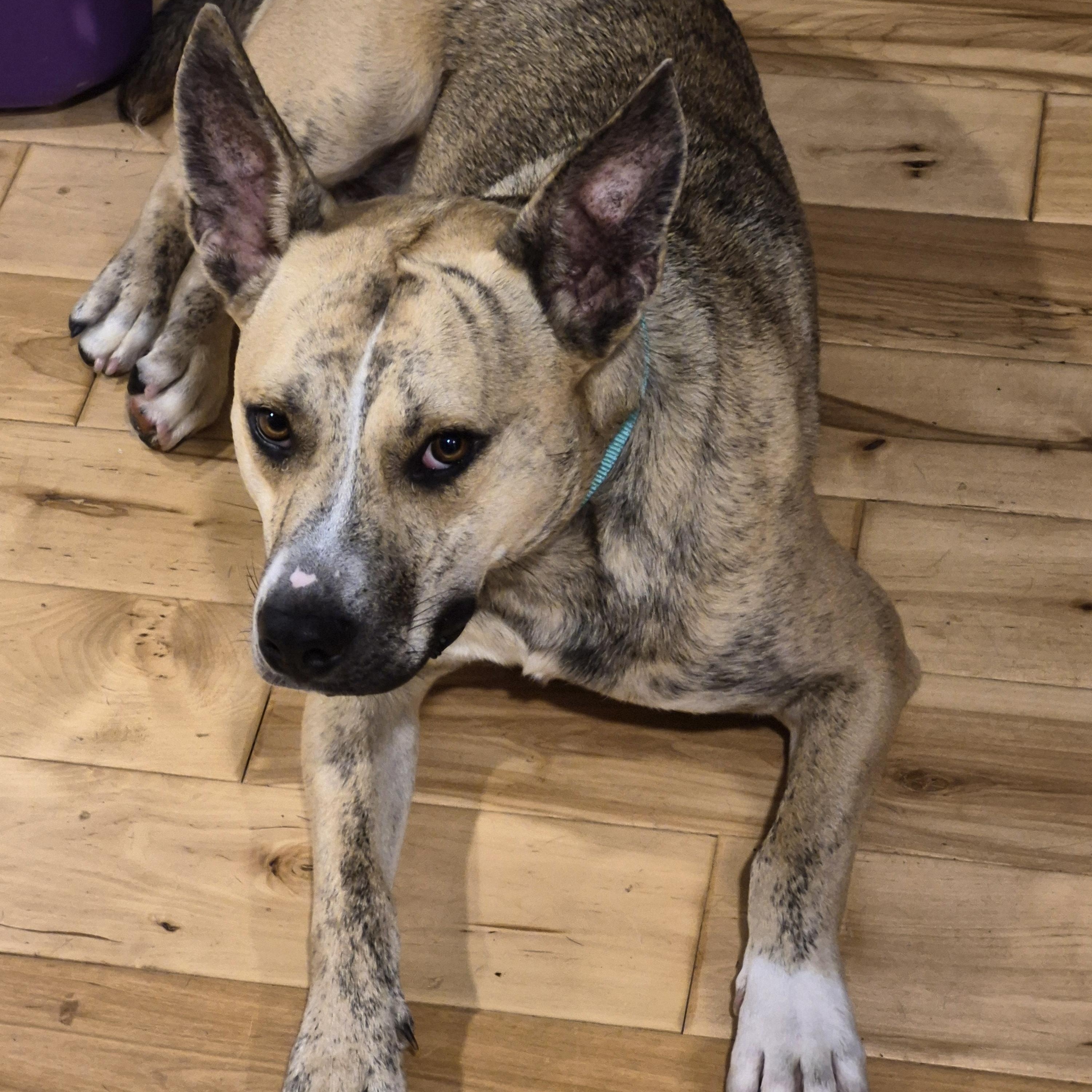 Enlarge Smokey Joe, a ADOPTABLE mixed breed in Wadsworth, OH image 4/5
