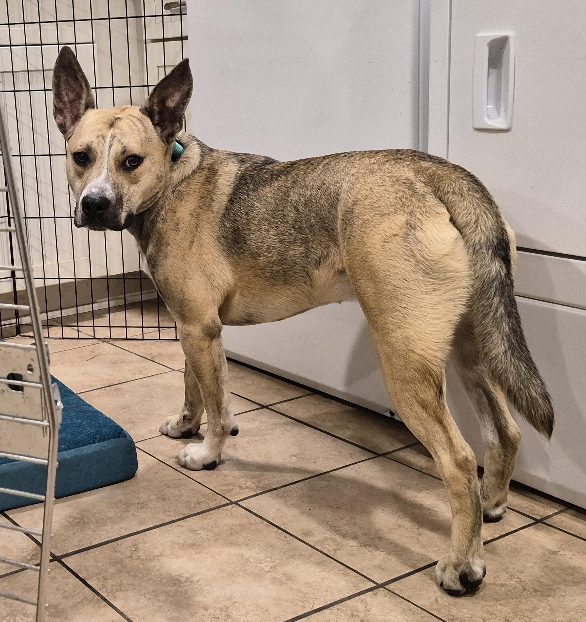 Enlarge Smokey Joe, a ADOPTABLE mixed breed in Wadsworth, OH image 2/5