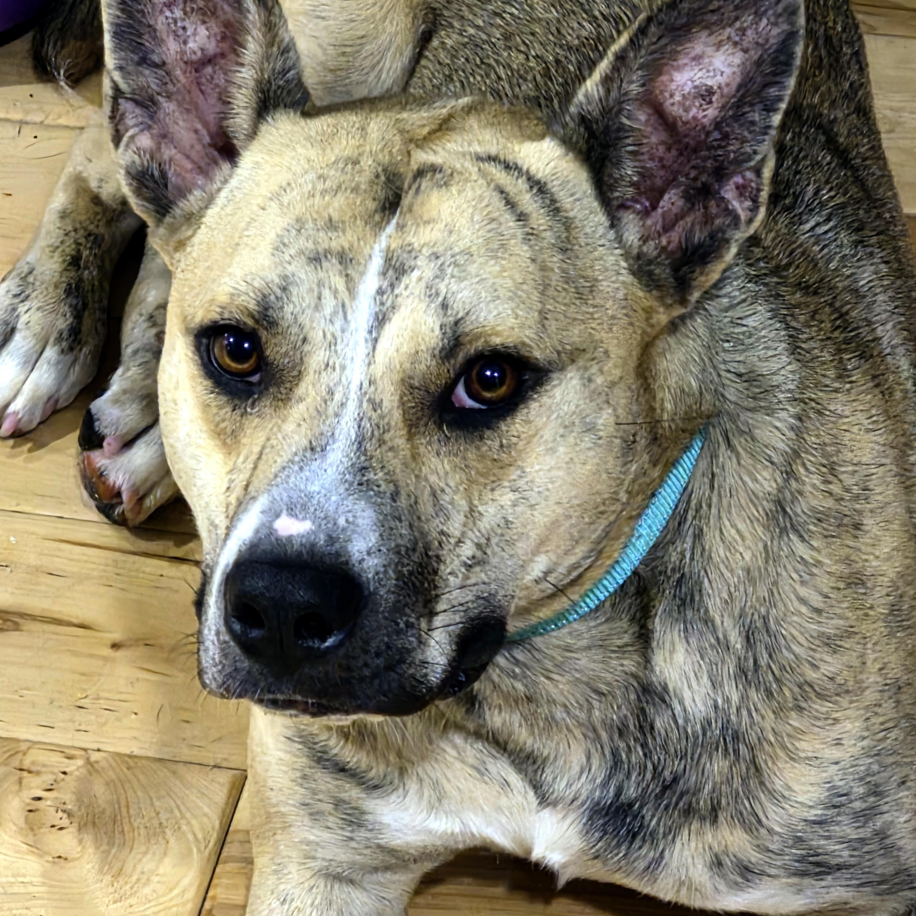 Enlarge Smokey Joe, a ADOPTABLE mixed breed in Wadsworth, OH image 5/5