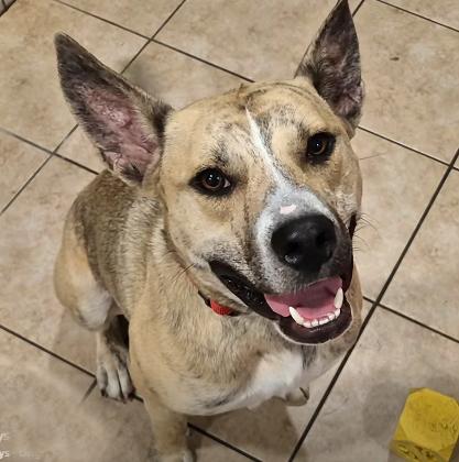 Enlarge Smokey Joe, a ADOPTABLE mixed breed in Wadsworth, OH image 1/5