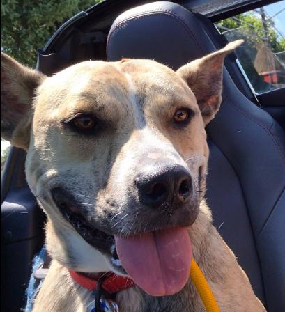 Enlarge Smokey Joe, a ADOPTABLE mixed breed in Wadsworth, OH image 3/5