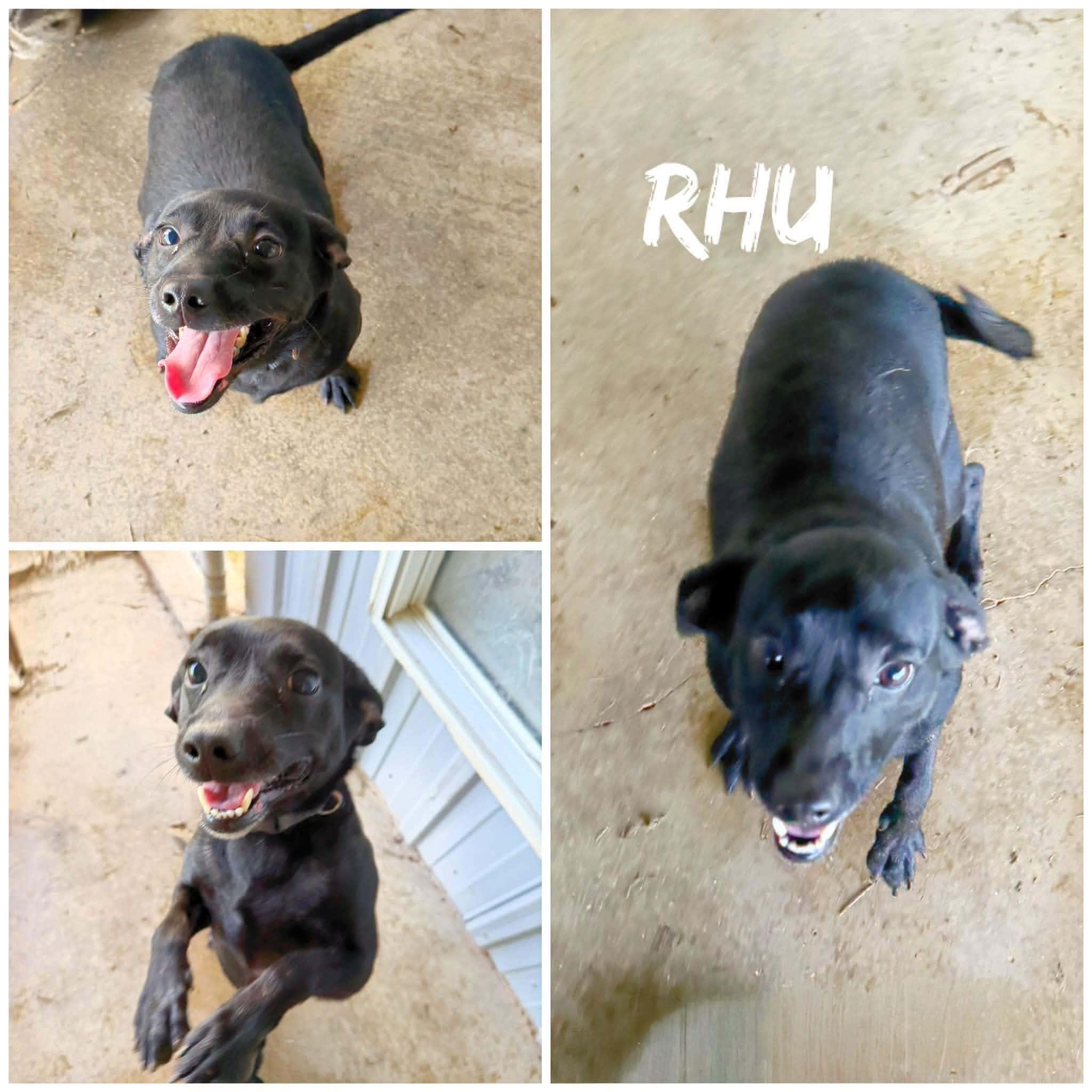 Enlarge Rhu/Rue, a Adopted mixed breed in Fulshear , TX image 2/3