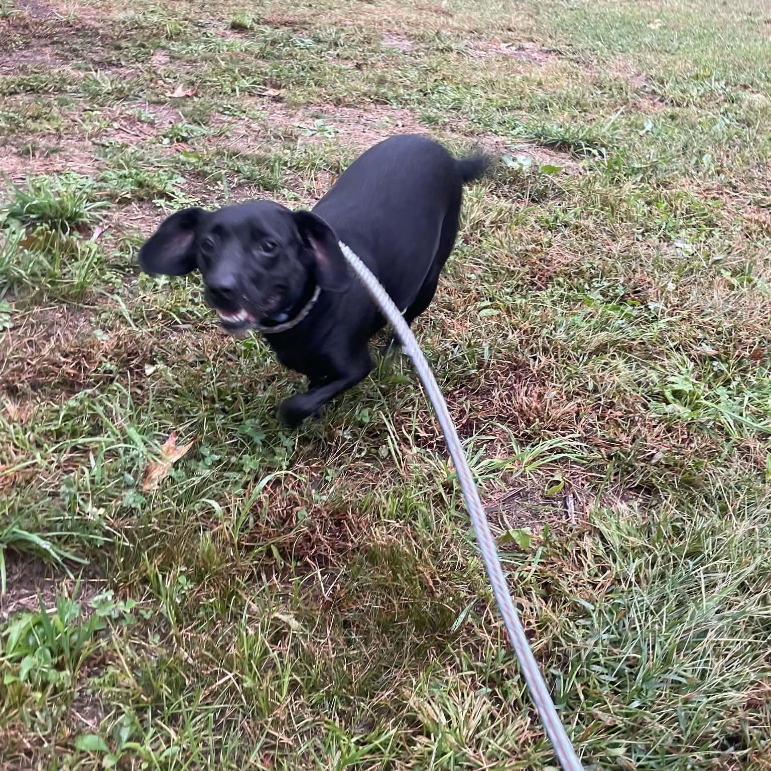 Rhu/Rue, Adopted, Adult Female Dachshund & Labrador Retriever.