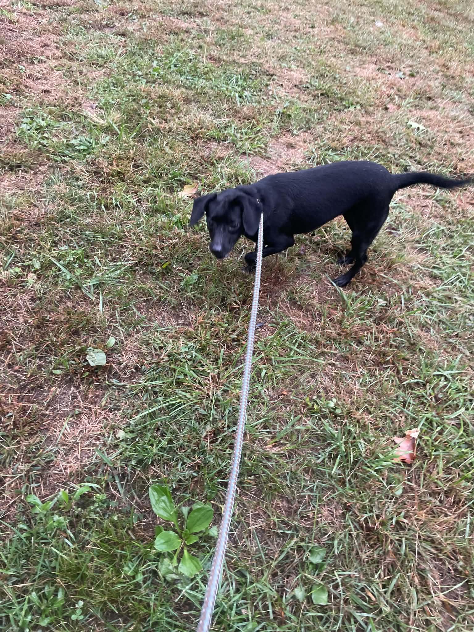 Enlarge Rhu/Rue, a Adopted mixed breed in Fulshear , TX image 3/3