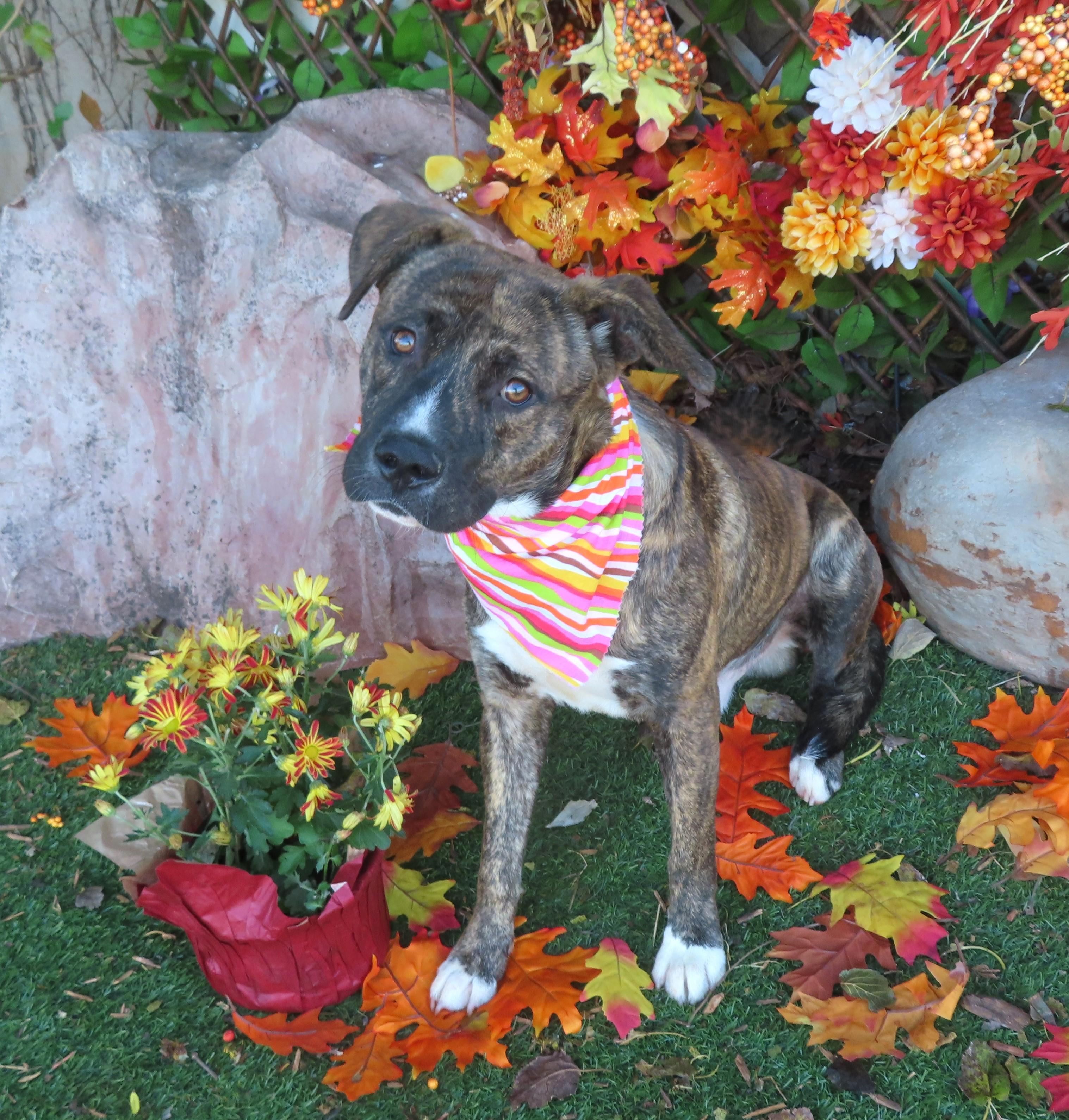 JEREMY 464805 ReadyForAdoption!