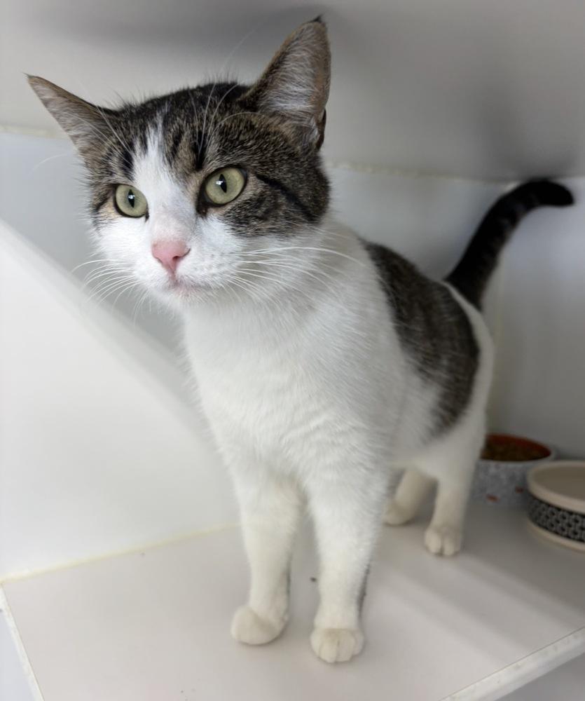 Missy, Adopted, Adult Female Domestic Short Hair.