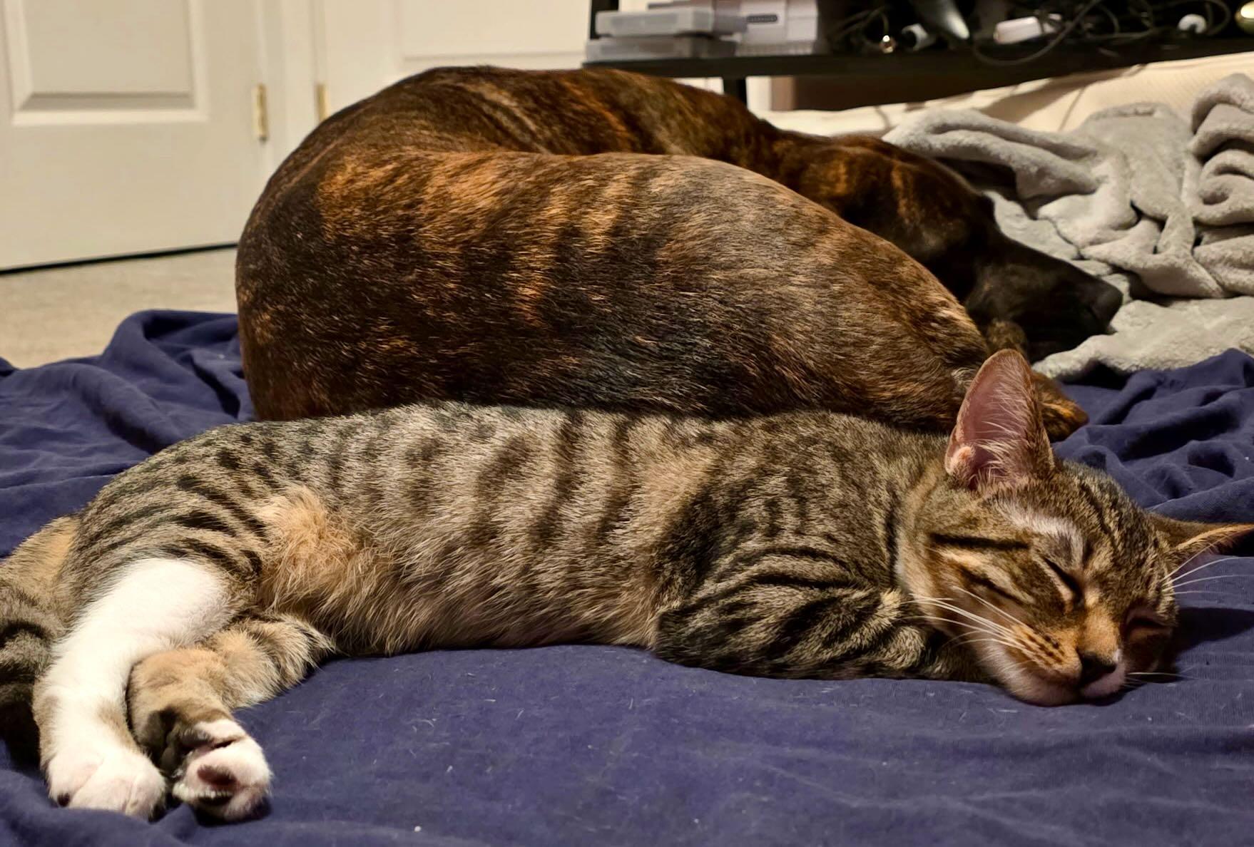 Daisy, a Adoptable Tabby in Portland, OR image 4/6