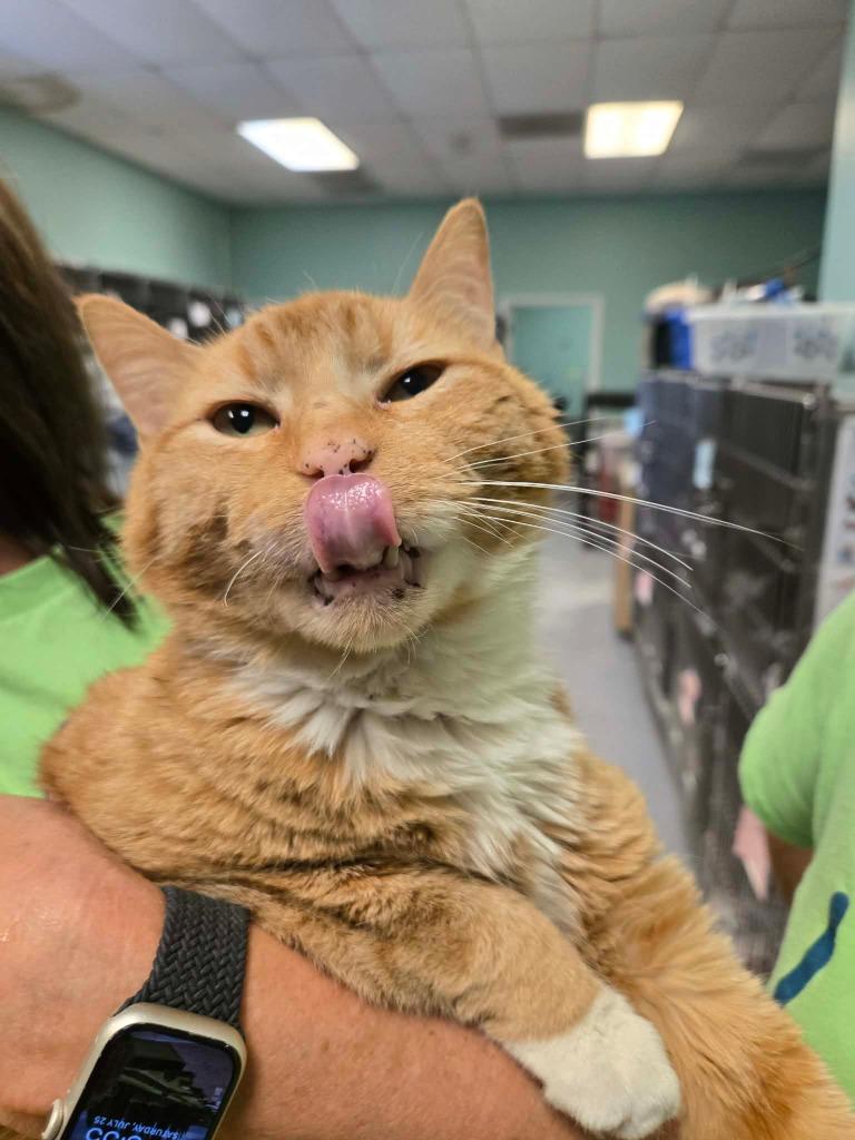 Luca, Adoptable, Adult Male Domestic Short Hair.