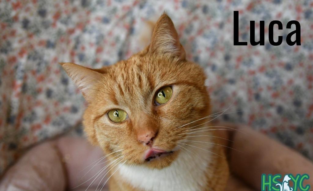 Enlarge Luca, a Adoptable mixed breed in Fort Mill, SC image 2/3